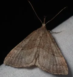 Speckled Snout thumbnail 2
