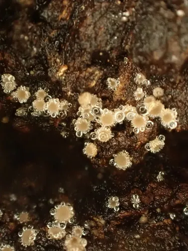 Lasiobelonium corticale