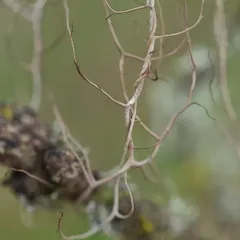 Groovy Beard Lichen thumbnail 3