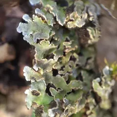 Crescent Frost Lichen thumbnail 3