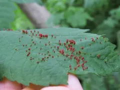 Aceria myriadeum thumbnail 2