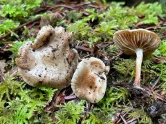 Pholiota scamba thumbnail 1