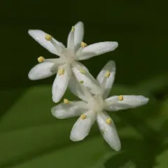 star-flowered lily-of-the-valley thumbnail 4