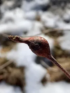 Zapatella quercusmedullae thumbnail 4
