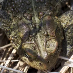 American Toad thumbnail 2