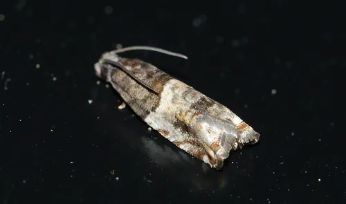 Rhopobota finitimana
