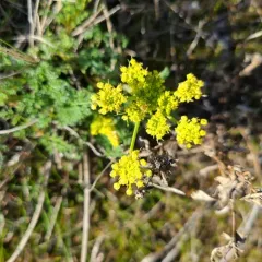 pungent desert parsley thumbnail 3