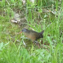 Virginia Rail thumbnail 4