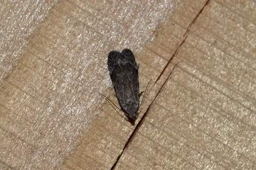 Anacampsis conclusella