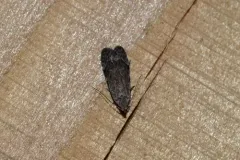 Anacampsis conclusella thumbnail 1