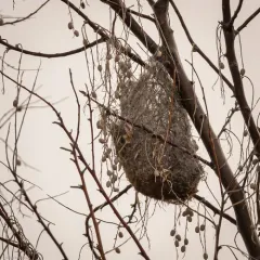 Bullock's Oriole thumbnail 4