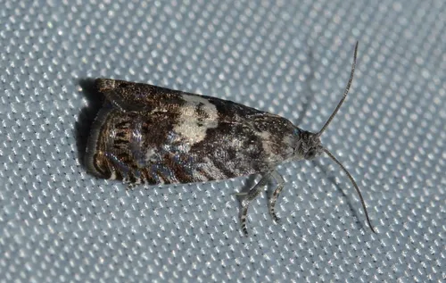 Blueberry Tip Borer Moth