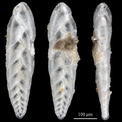 Bolivina pacifica