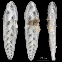 Bolivina pacifica thumbnail 1