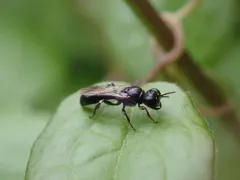 Crossocerus nigritus thumbnail 4