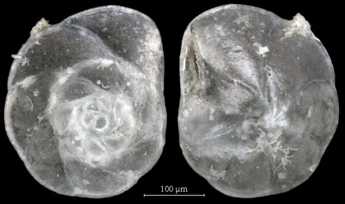 Pseudoparrella pacifica