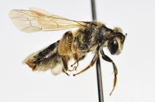 Wheeler's Miner Bee