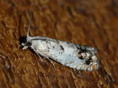 Epinotia rectiplicana thumbnail 3