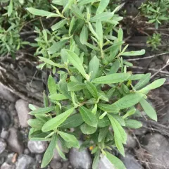 coastal willow thumbnail 4