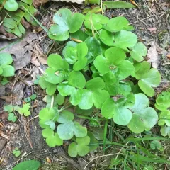 round-lobed hepatica thumbnail 4