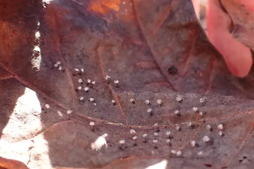 Didymium bahiense