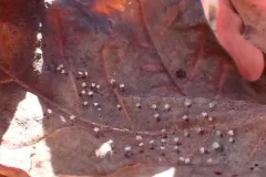 Didymium bahiense thumbnail 1