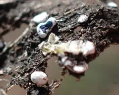 Didymium difforme thumbnail 2
