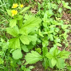 Large-leaved Avens thumbnail 2