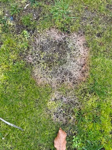 Pink Snow Mold