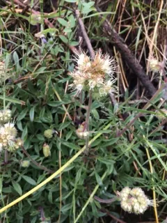 Mountain Phacelia thumbnail 2