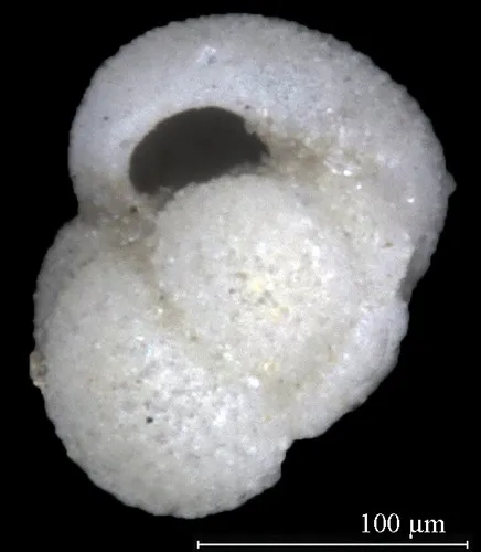 Globigerina bulloides