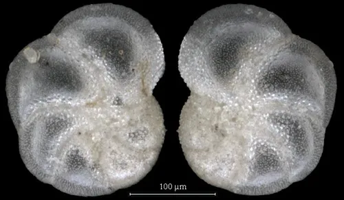 Elphidium frigidum