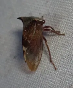 Stictocephala albescens thumbnail 4