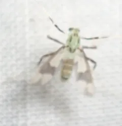 Stenochironomus poecilopterus thumbnail 2