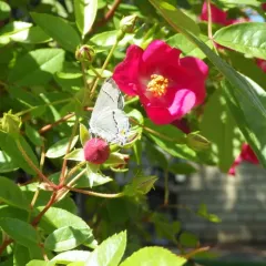 Gray Hairstreak thumbnail 4