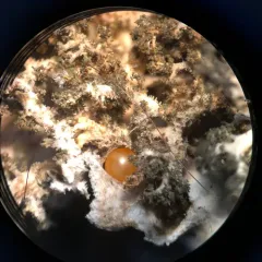 Dendriscosticta gelida thumbnail 4