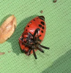 Perillus strigipes thumbnail 1
