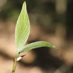 Round-leaved Dogwood thumbnail 5