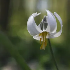 white fawnlily thumbnail 3