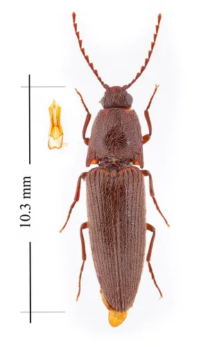 Melanotus morosus