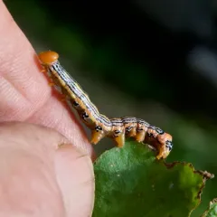 Orange-humped Mapleworm thumbnail 2