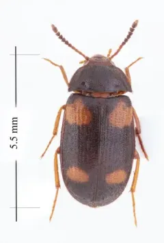 Mycetophagus quadripustulatus thumbnail 4