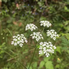 Rough chervil thumbnail 2