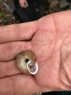 Broad-banded Forestsnail thumbnail 3