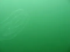Common Northern Comb Jelly thumbnail 3