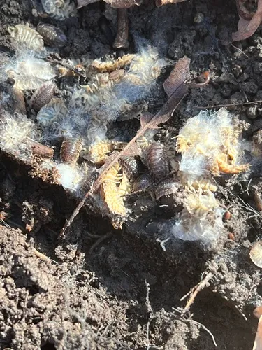 Phanerochaete velutina
