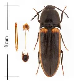 Ampedus oblessus thumbnail 2