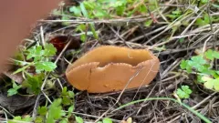 Peziza arvernensis thumbnail 1