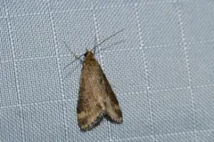 Northern Pyrausta Moth thumbnail 2