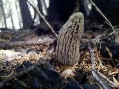 Morchella exuberans thumbnail 3